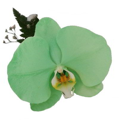 Orquídea Verde Jade